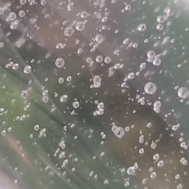 Hydra Barrier Cica Essence Toner (EXP. 07/2026)